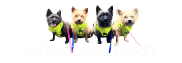 Crown Cairn Terrier